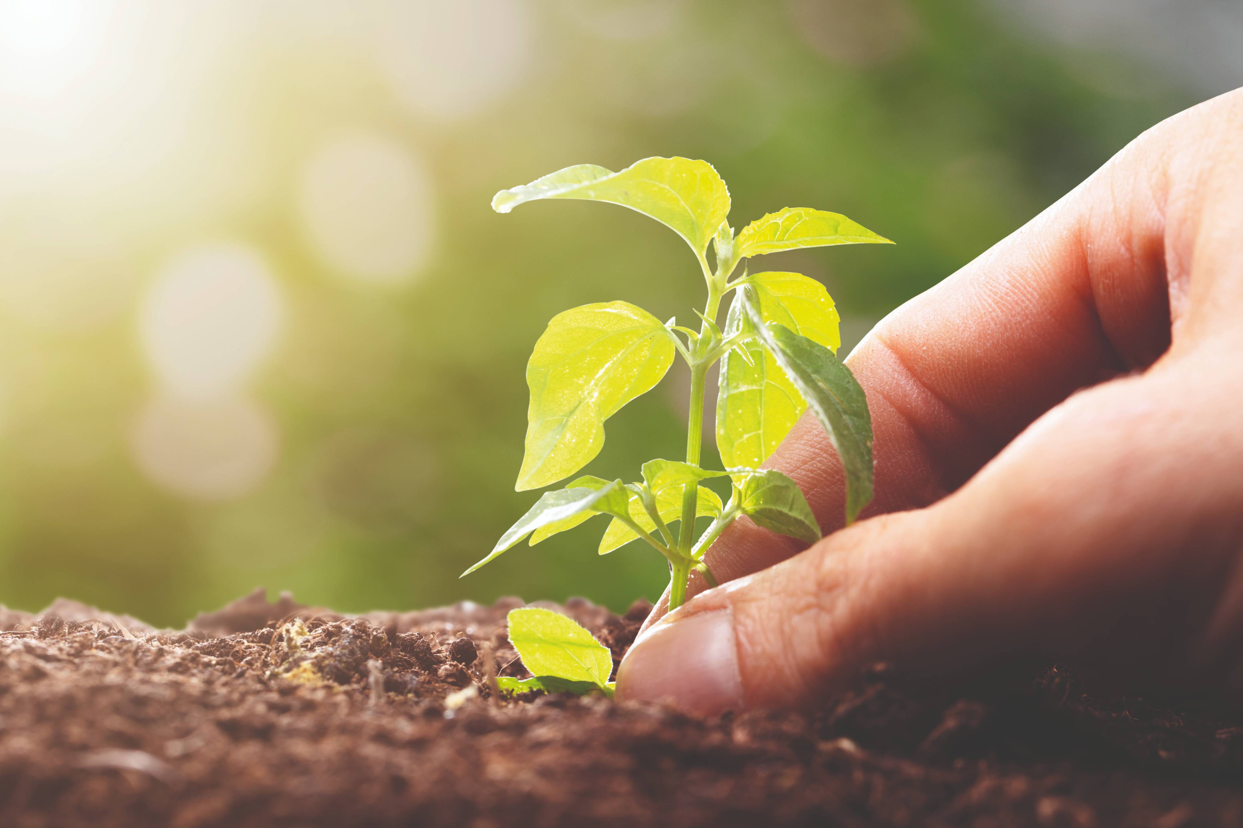 Main plantant une bouture pour  représenter la biodiversité